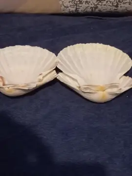 4 Coquilles Saint-Jacques