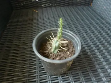petit cactus