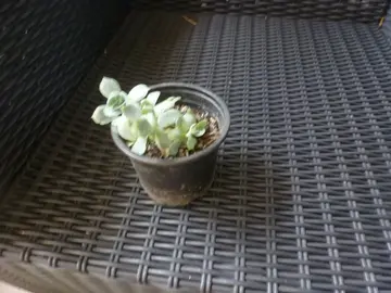 petite plante grasse