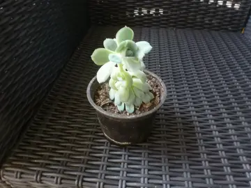 petite plante grasse