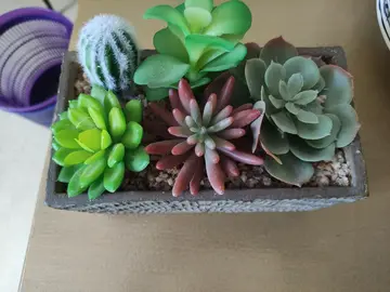 cactus décoratifs