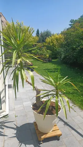 yucca plante verte