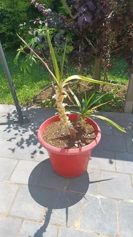 Plante verte yucca