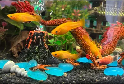 Poissons moly