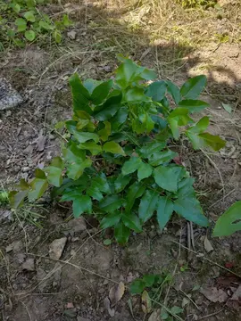 mahonia à feuilles de houx.