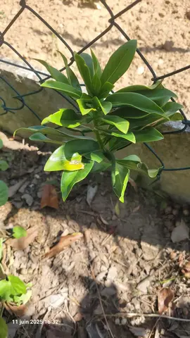 daphné laureola