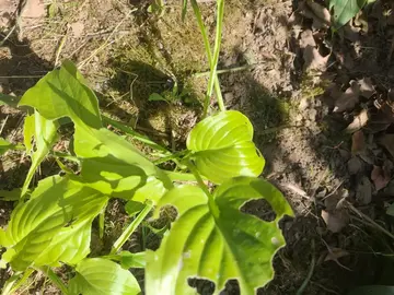 hosta
