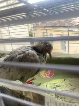 ... FIFI, Pigeon aux œufs d'or