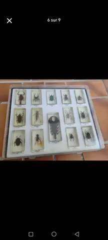 collection insectes