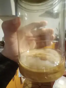 Mère de kombucha