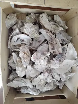 coquilles d'huîtres