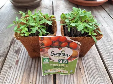 Plantes de tomates cocktail