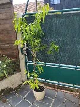 2 jeunes arbustes PECHES DE VIGNE"