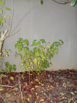 divers plants de fleurs et arbustes de jradin