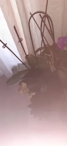 orchidee