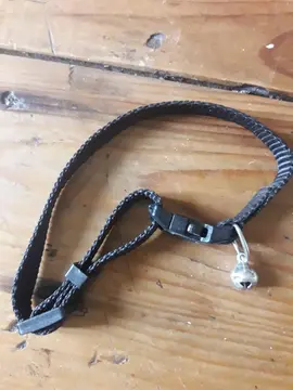 Collier chat ou petit chien avec clochette