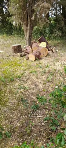 bois de chauffage