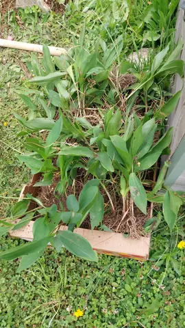 griffes de muguet
