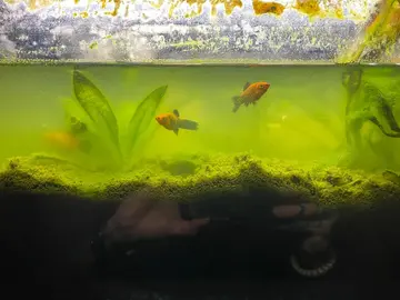 Aquarium et poissons