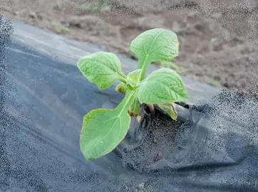 plant de Yacon aussi appelé Poire de terre.