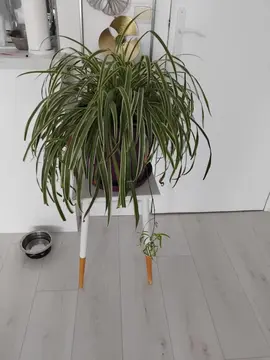 plante verte