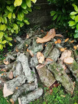 bois de pommier