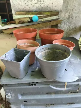 Lot de pots de fleurs en plastique