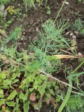 plants de fenouil