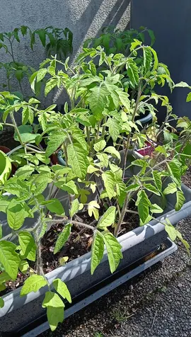 plusieurs plants de tomates de Marmande a distancer