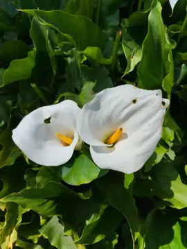 Plants d'Arum