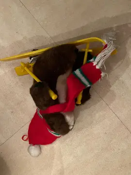 peluche marmotte