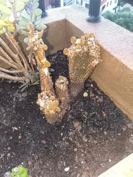 don cactus