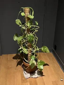 plante interieur