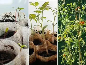 une dizaine de petits plants de tomates