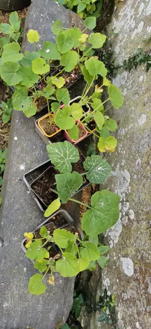 Plants de citrouille
