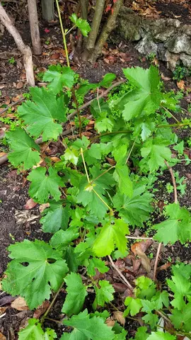 plant de vigne vierge