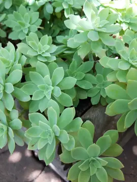 plante