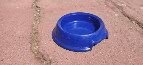 petite gamelle pour chien ou chat