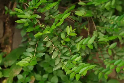 plant de lonicéra