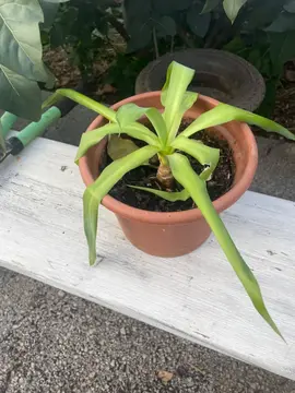 plante yucca