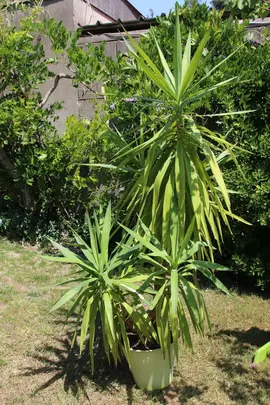 Grande plante Yucca