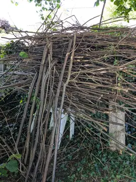 Branches de noisetiers