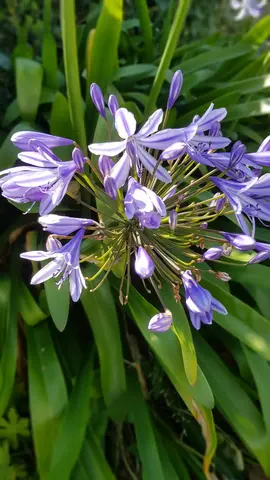 jeunes plants d'agapanthe belu