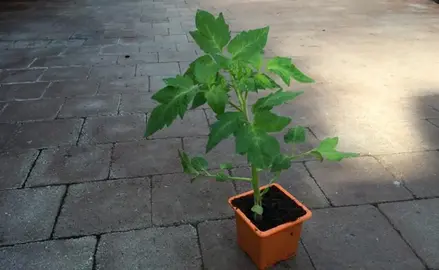 une dizaine de petits plants de tomates