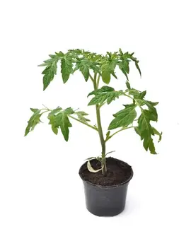 6 plants de tomates