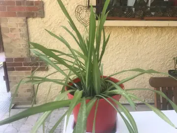 plante d’intérieur
