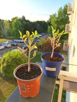 pieds de tomates Noire de Crimée