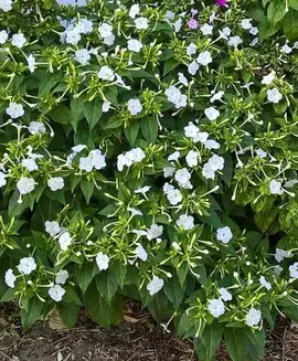 Fleurs: BELLES DE JOUR