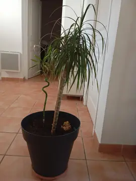 plantes