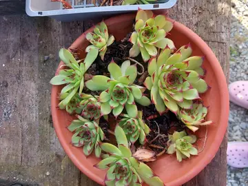 Plantes grasses (Sempervivum)